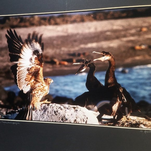 Galapagos Confrontation Framed Photo Numbered, Vintage Professional Photography - Picture 2 of 6